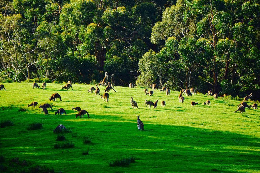 Southern Anchorage Retreat Wattle Hill Esterno foto